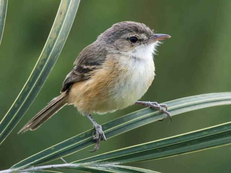 Rufous-sided Scrub-Tyrant, 照片 4