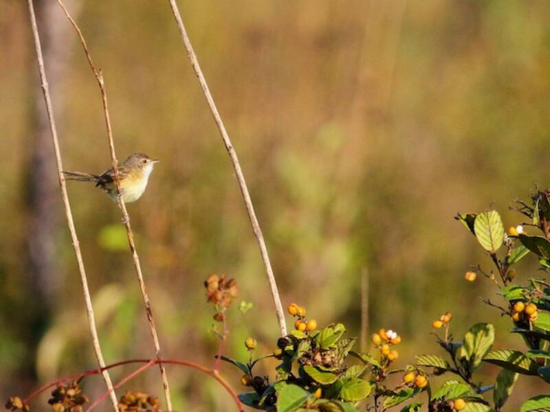 Rufous-sided Scrub-Tyrant