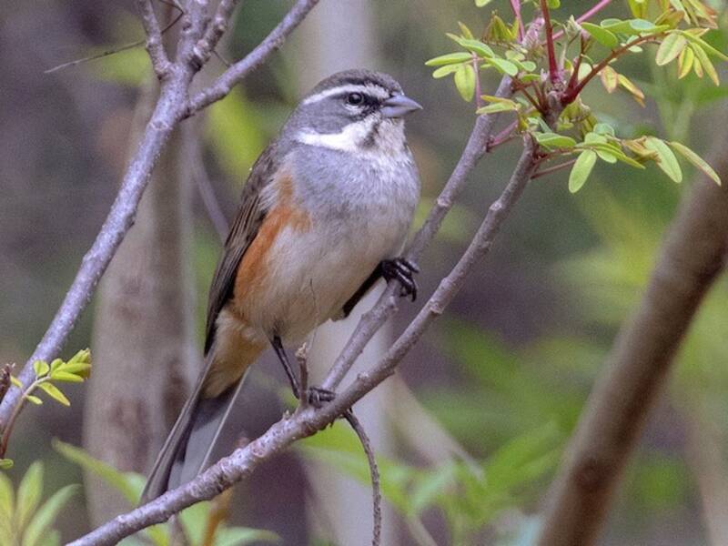 Rufous-sided Warbling Finch, 照片 4