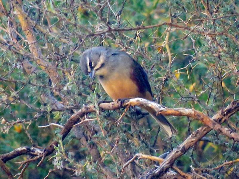 Rufous-sided Warbling Finch, 照片 3