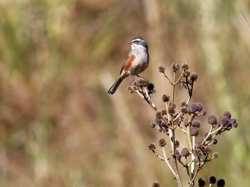 Rufous-sided Warbling Finch, 照片 2