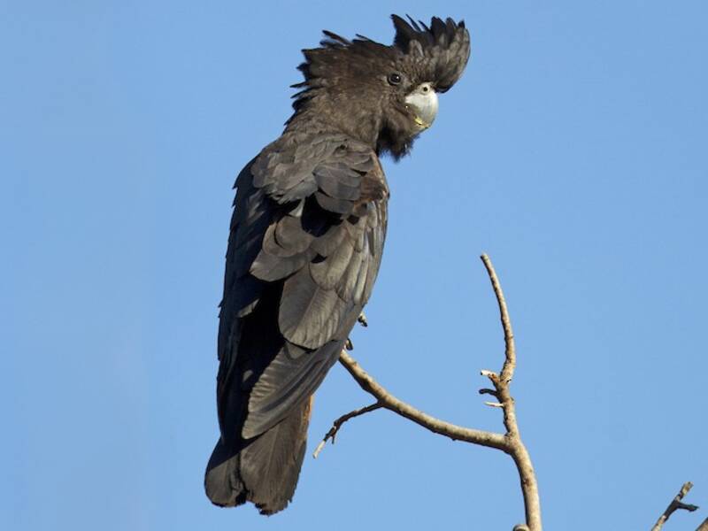 Cacatua nero codarossa, Foto 4