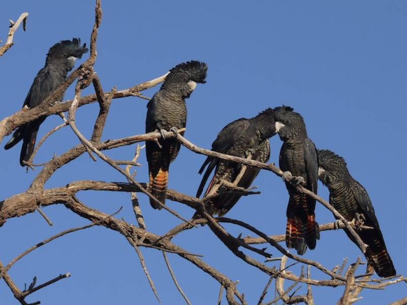 Red-tailed Black-Cockatoo (Calyptorhynchus banksii)