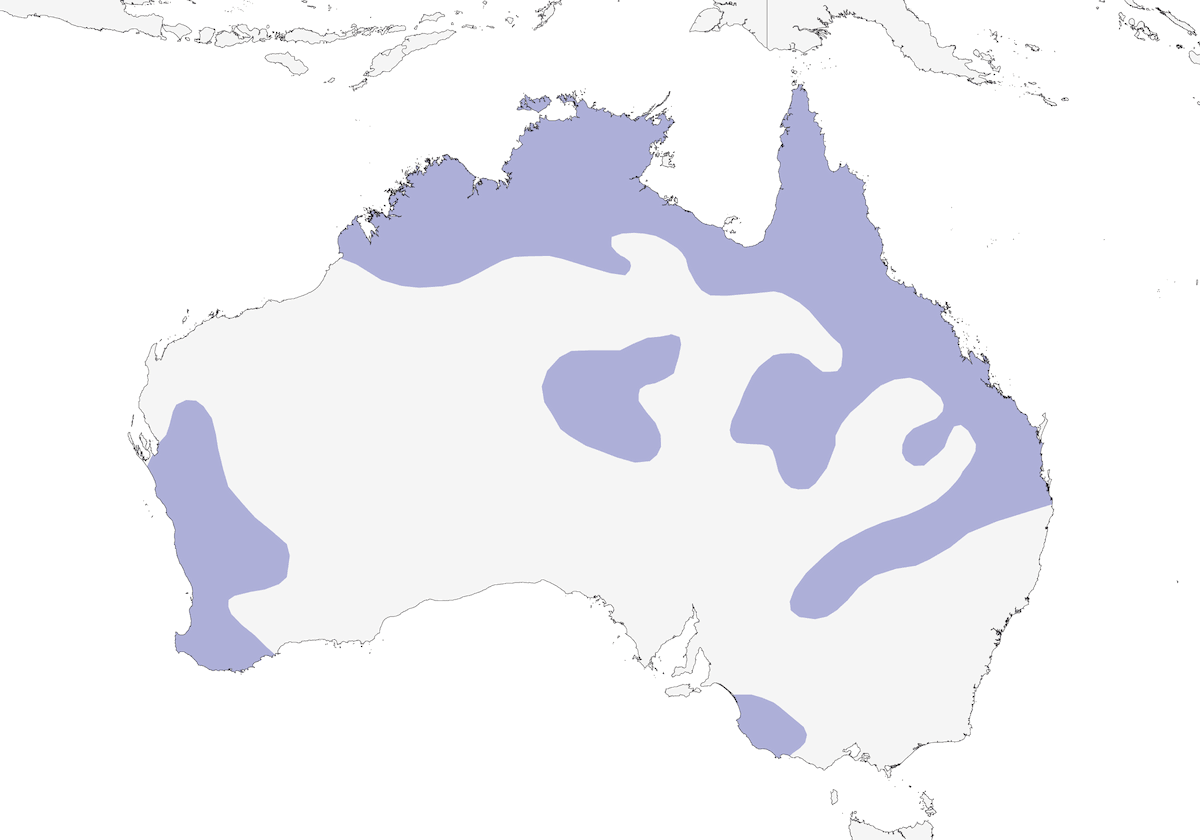 Cacatua nero codarossa, Distribuzione 1