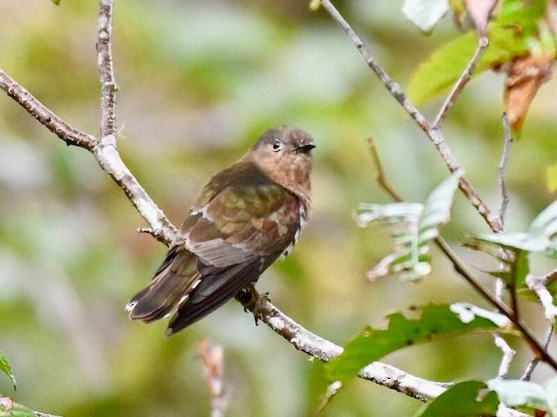 Rufous-throated Bronze-Cuckoo, Photos 2