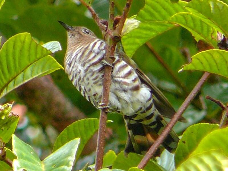 Rufous-throated Bronze-Cuckoo