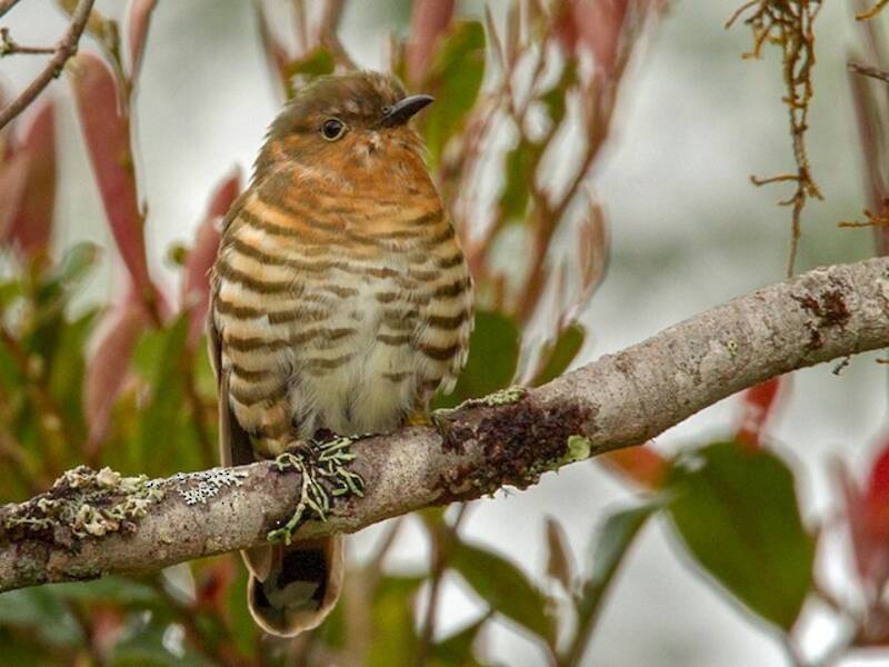 Rufous-throated Bronze-Cuckoo, Photos 3