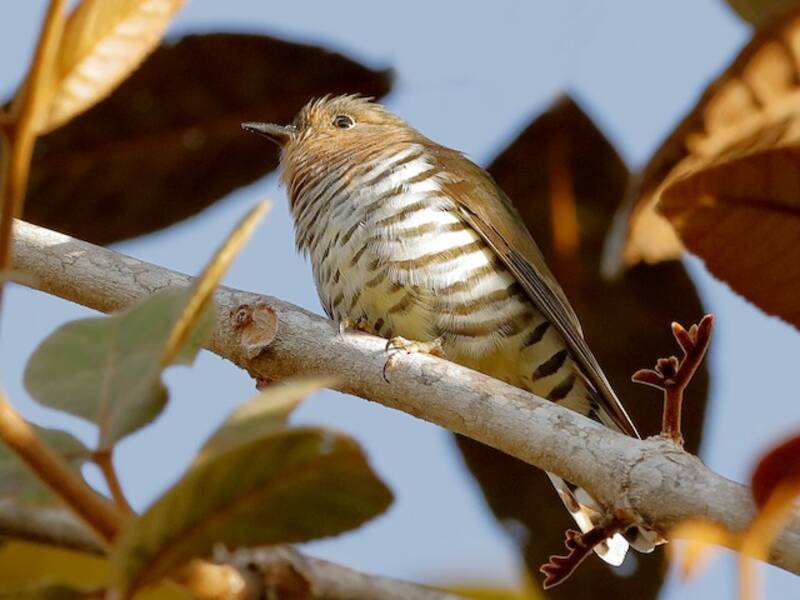 Rufous-throated Bronze-Cuckoo, Photos 4