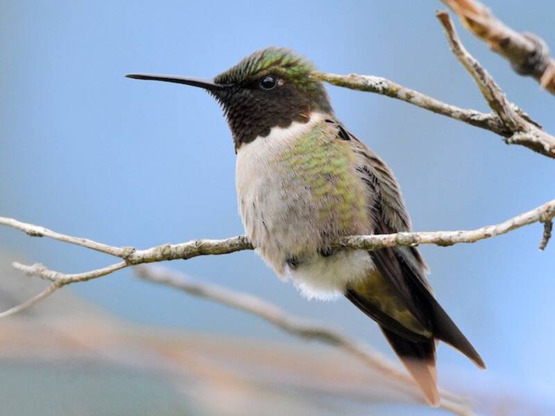 Ruby-throated Hummingbird, Photos 3