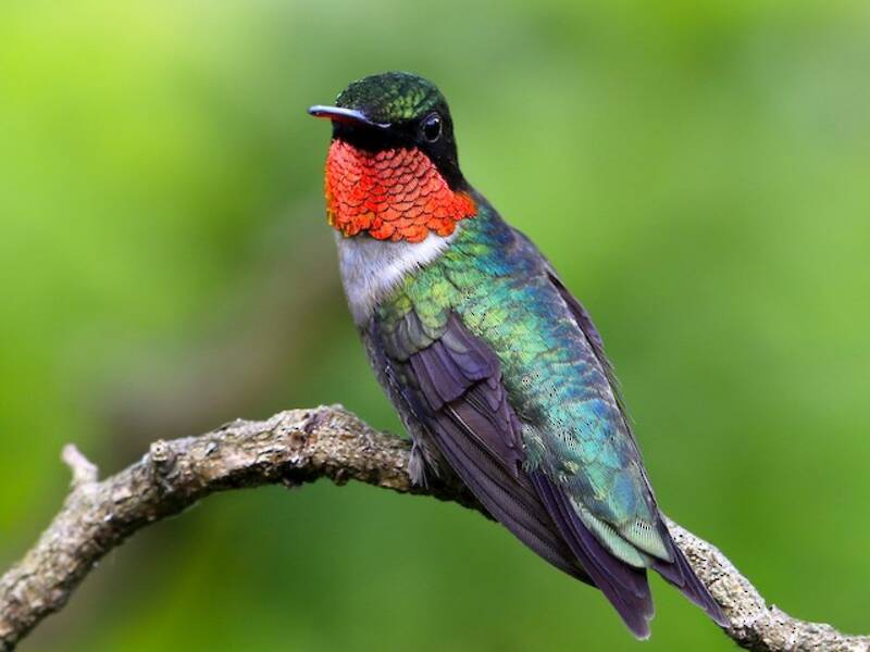 Ruby-throated Hummingbird (Archilochus colubris)