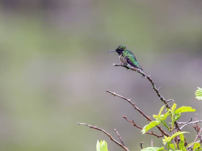 Ruby-throated Hummingbird, Photos 4