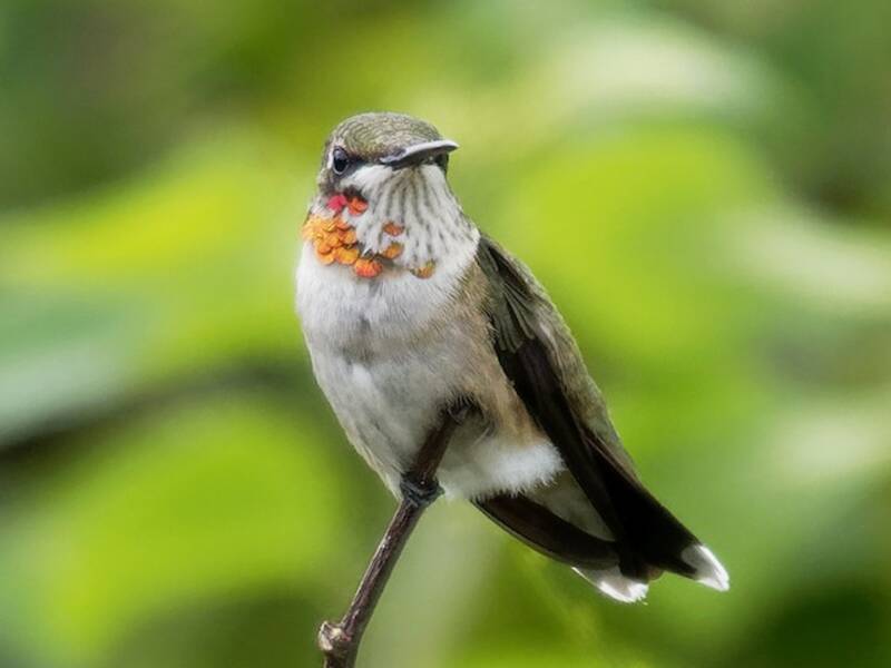 Ruby-throated Hummingbird, Photos 2