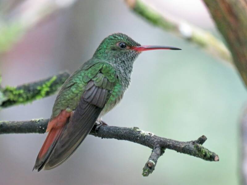 Rostschwanzkolibri