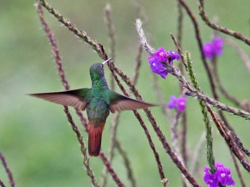 Rostschwanzkolibri, Fotos 2
