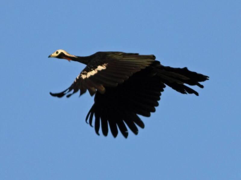 Red-throated Piping-Guan
