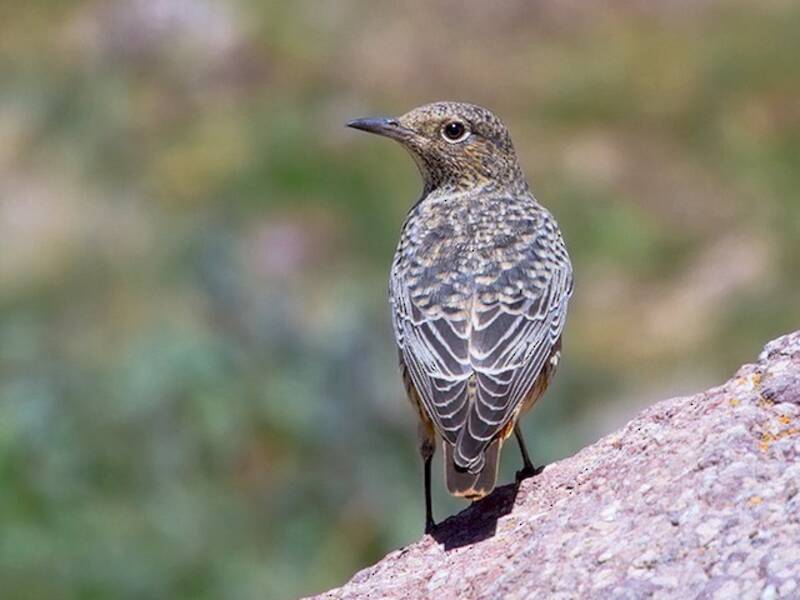 Rufous-tailed Rock-Thrush