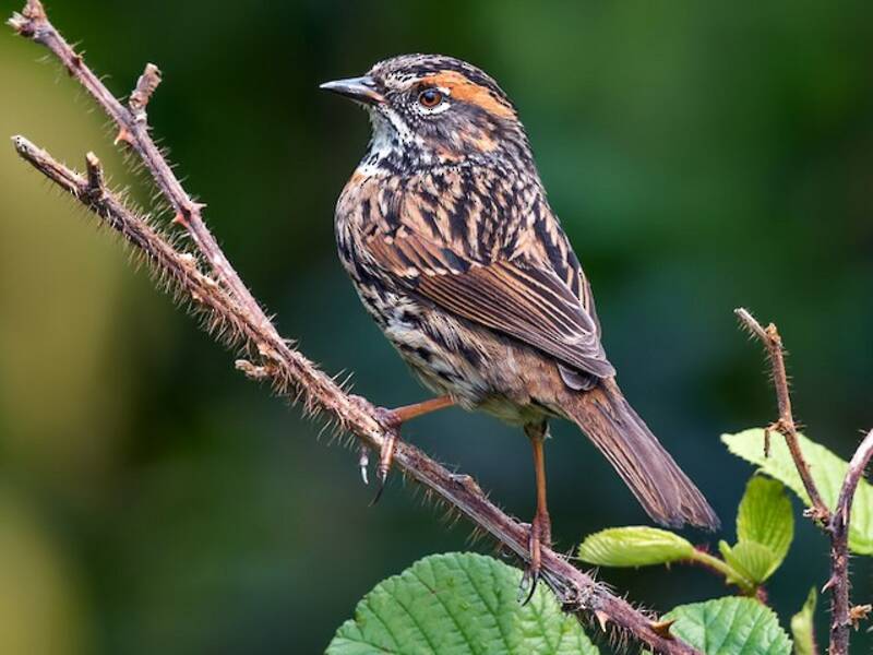 Rufous-breasted Accentor, Photos 2