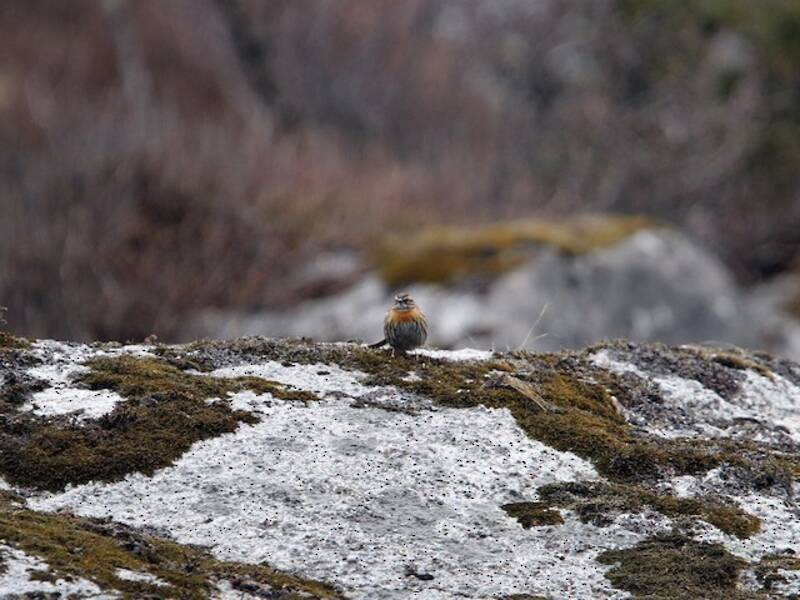 Rufous-breasted Accentor, Photos 3