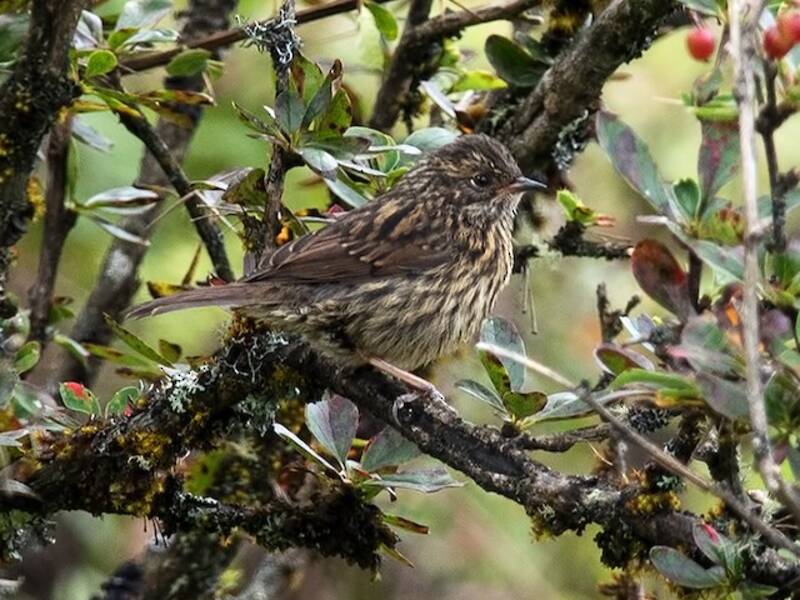 Rufous-breasted Accentor, Photos 4