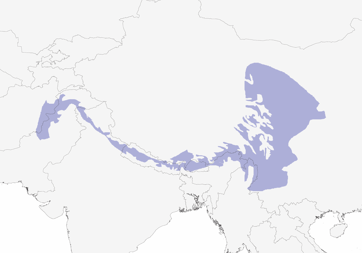 Rufous-breasted Accentor, Distribution 1