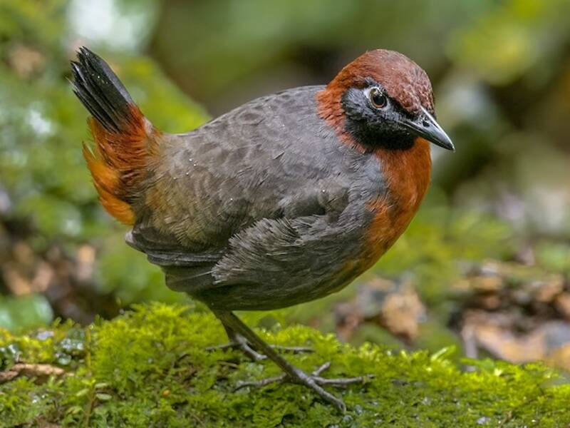 Rufous-breasted Antthrush, Photos 4