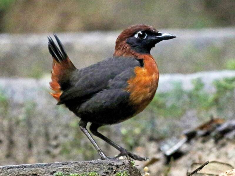 Rufous-breasted Antthrush, Photos 3