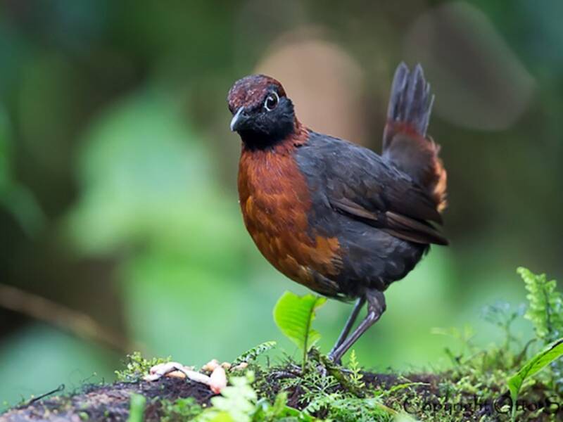 Rufous-breasted Antthrush, Photos 2