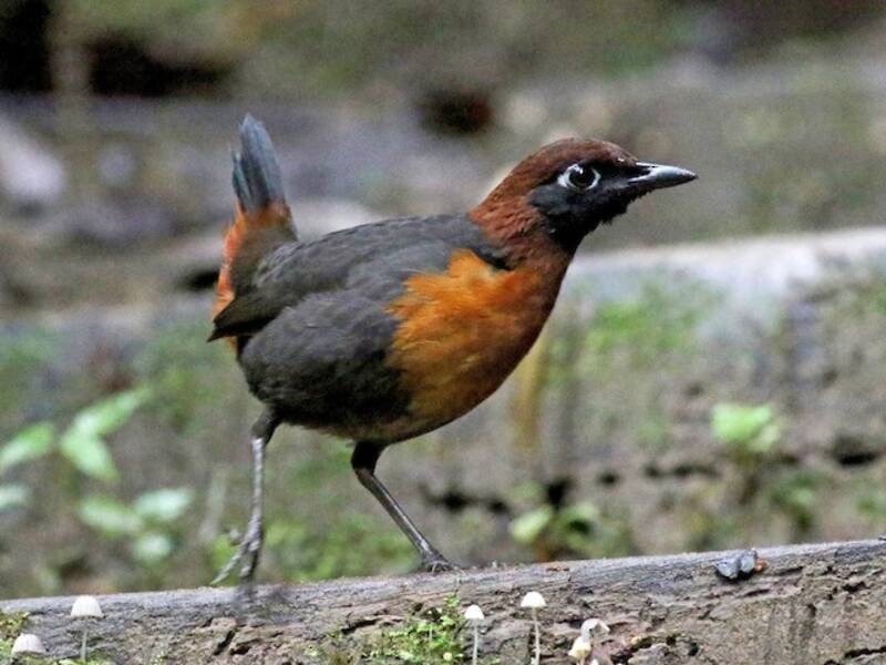 Rufous-breasted Antthrush