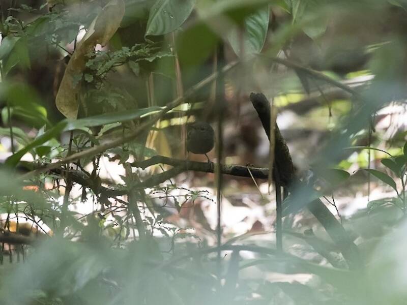 Rufous-bellied Antwren