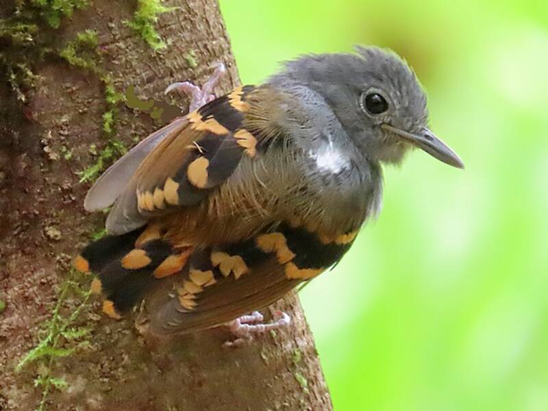 Rufous-bellied Antwren, Photos 3