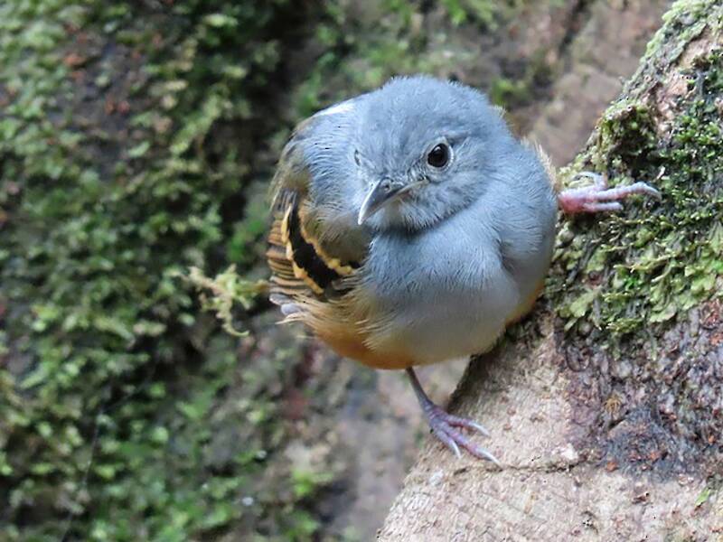 Rufous-bellied Antwren, Photos 2