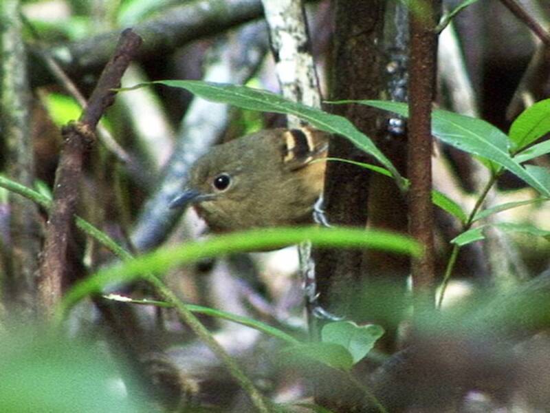 Rufous-bellied Antwren, Photos 4