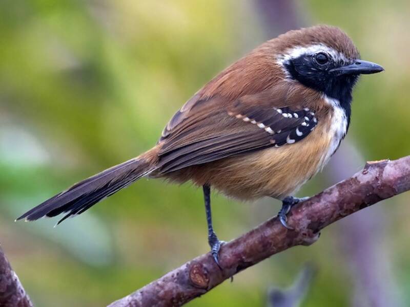 Rusty-backed Antwren, Photos 3