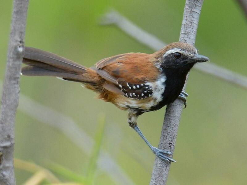 Rusty-backed Antwren, Photos 4