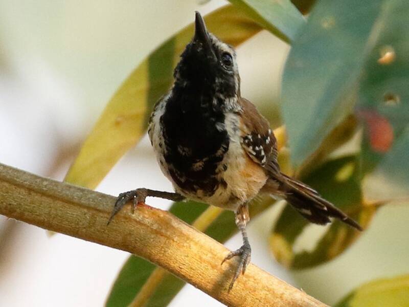 Rusty-backed Antwren, Photos 2