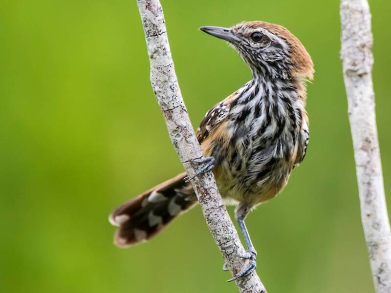 Rusty-backed Antwren