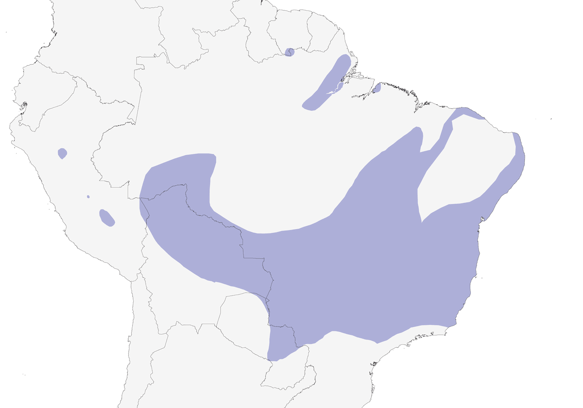 Rusty-backed Antwren, Distribution 1