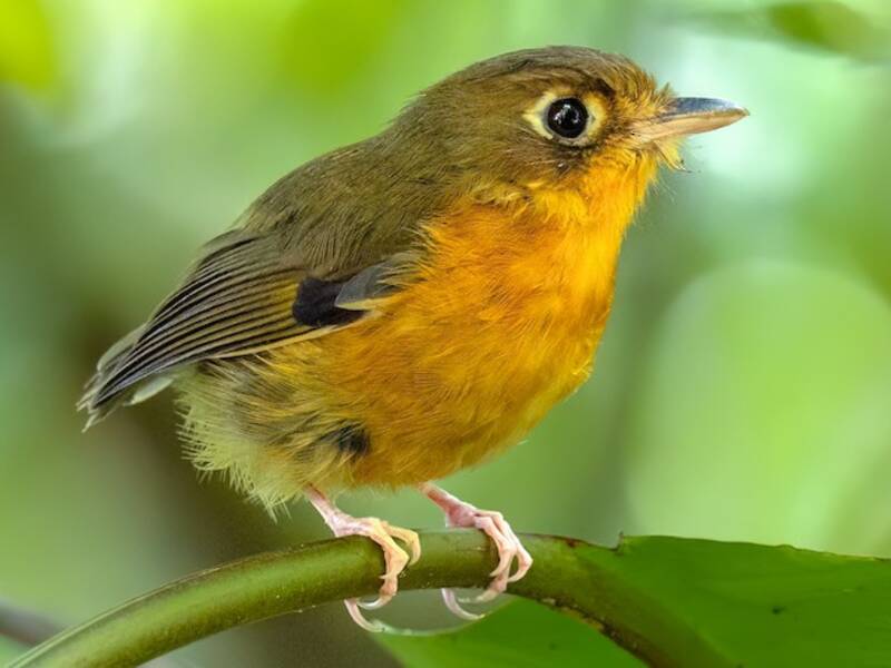 Rusty-breasted Antpitta, Photos 3