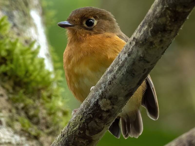 Rostbrust-Ameisenpitta