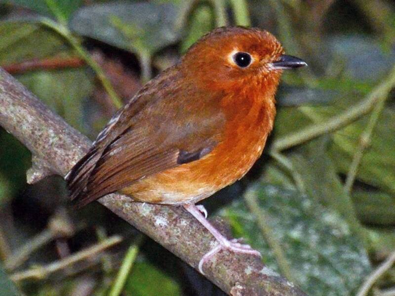 Rusty-breasted Antpitta, Photos 2
