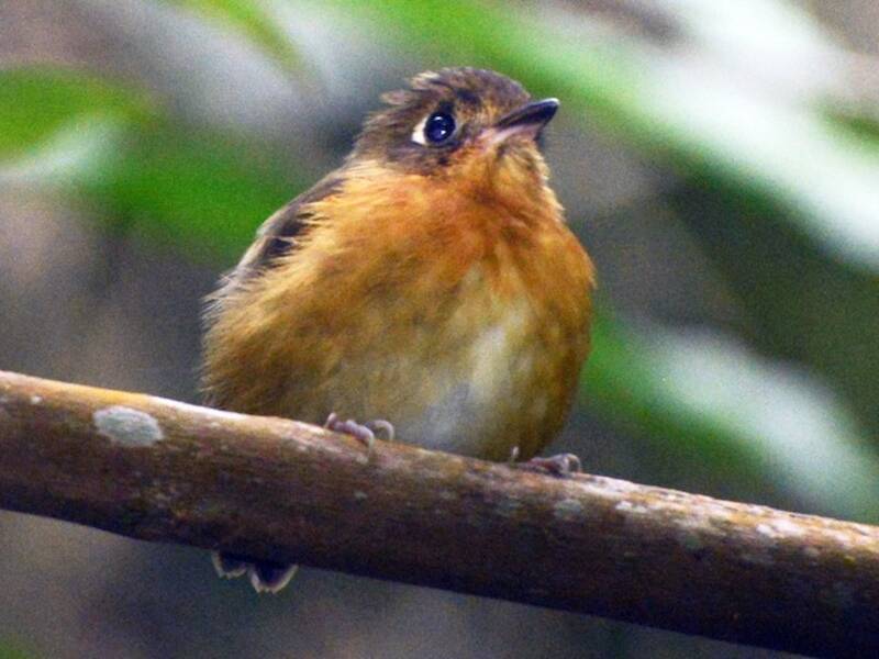 Rusty-breasted Antpitta, Photos 4
