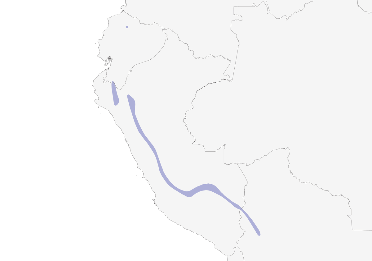 Formicario di Leymebamba, Distribuzione 1