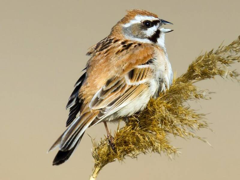 Rufous-backed Bunting, 照片 2
