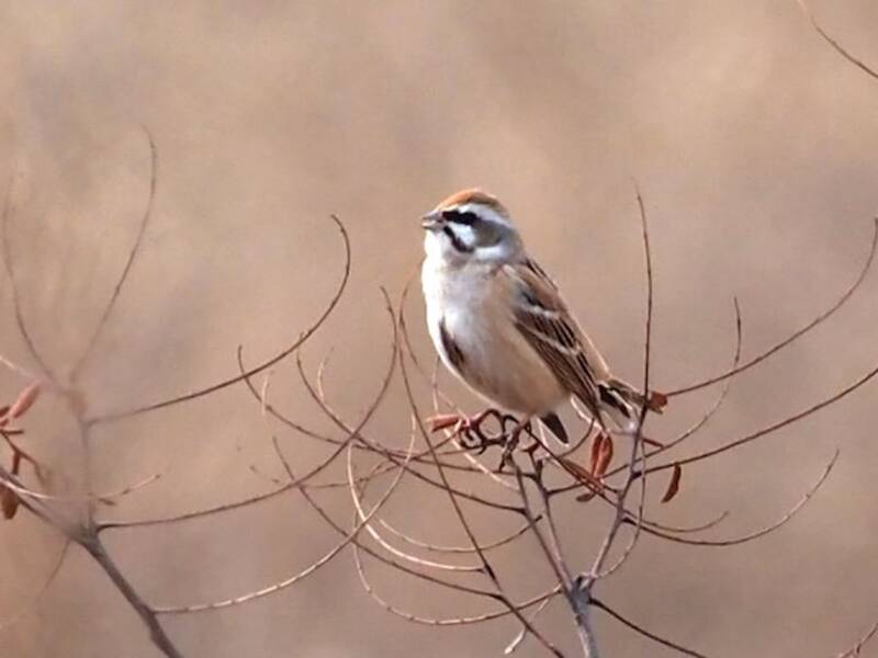 Rufous-backed Bunting, 照片 4