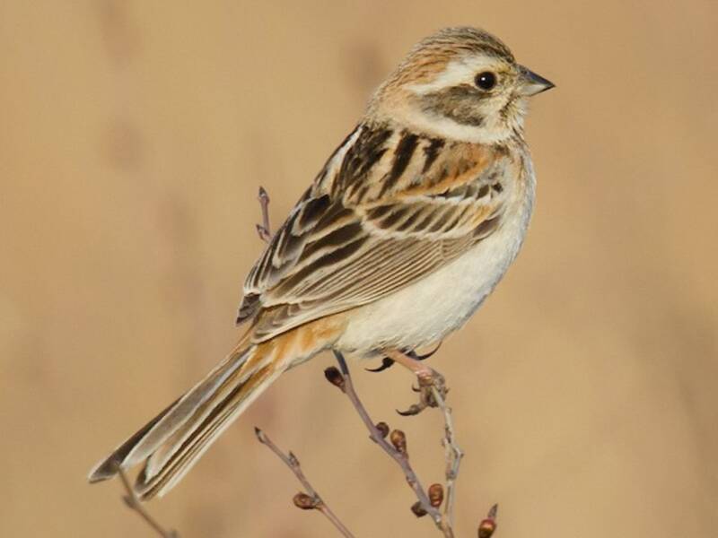 Rufous-backed Bunting, 照片 3