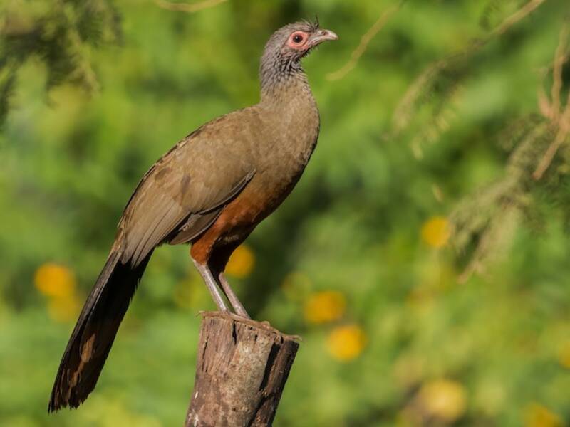 Chachalaca ventrirrufa, Fotos 2