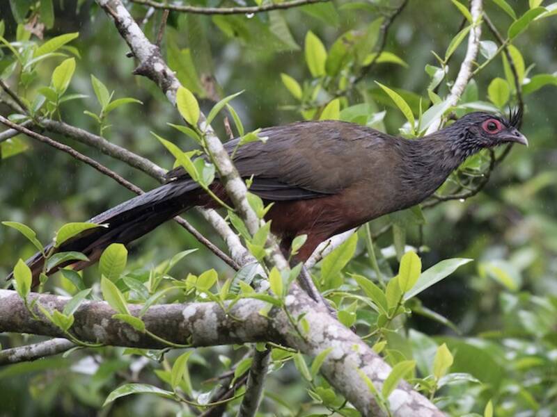 Chachalaca ventrirrufa, Fotos 4