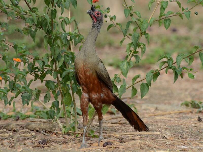 Chachalaca ventrirrufa, Fotos 3