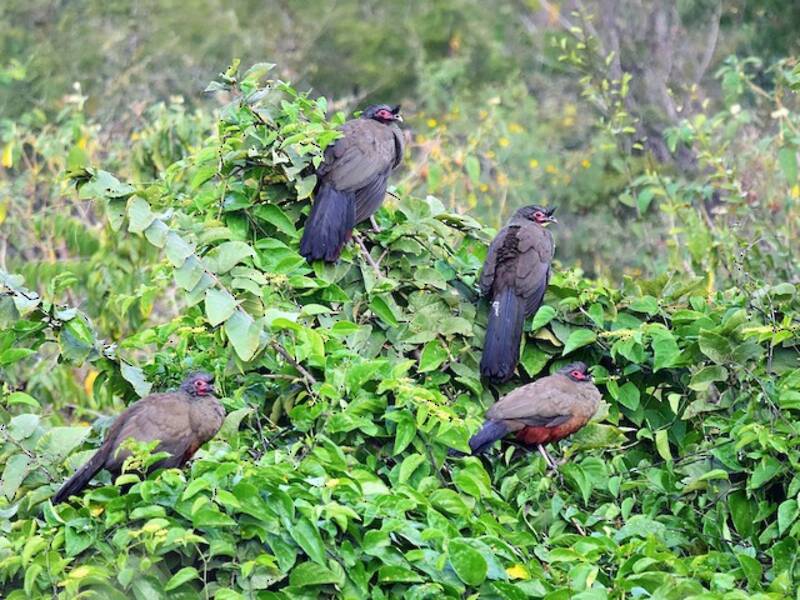 Chachalaca ventrirrufa