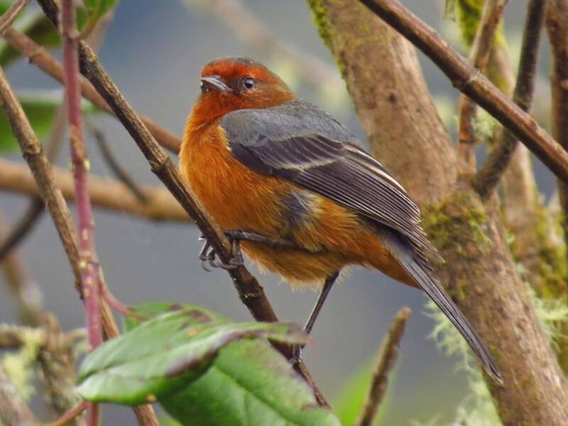 Conibecco sopracciglia rosse